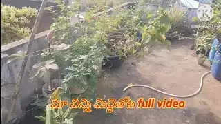 మా చిన్న మిద్దెతోట 