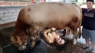 How Girls Milk Cows, Amazing Big Tractors, How To Make Silage Hill, Modern Milking, Future Farming