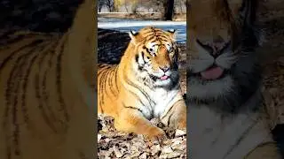 Cat that wants to sleep 😴 #animal #tiger #bigtiger #cute #tigercat #tigercats #tigero #zoo
