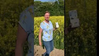 Bee-Patch Summer 2020