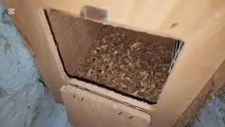 green ringneck parrot ka breeding result kitne bacche Aaye Hain