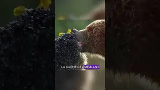 Mussels are the first meal for brown bears after they emerge from hibernation #animals #Us