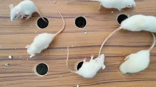 CAT for TV 😻 Catching Rat 🐁 Entertainment Video for Cats to Watch | mouse jerry Videos for Cats 😻