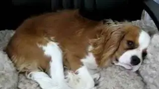 Skippy trying to fall asleep amidst the din