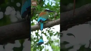 Essa Ave Parece ter um P&ecirc;ndulo no Lugar da Cauda / S&iacute;mbolo Nacional de El Salvador e Nicar&aacute;gua#birds