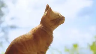 Orange Cat Dismantles the Wealth Class - Stray Pt. 3 (Finale)