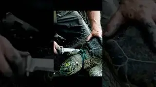 Saving a Sea Turtle from a Plastic Death Trap &ndash; Must Watch!