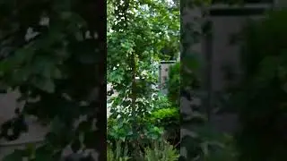 |Hibiscus in full bloom|double flower#youtubeshorts#catchlifewithsumuk