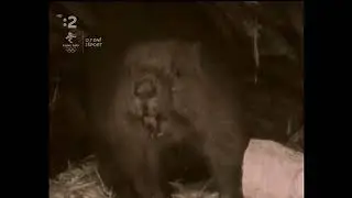 Pa a Pi - Usilovn&yacute; staviteľ bobor vodn&yacute;