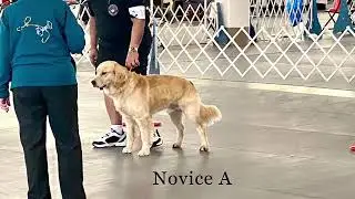 Competition Obedience Trial - Gus and Clyde - Des Moines Dog Show September 12, 2021