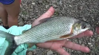 Pesca de Bocachico (Prochilodus Magdalenae) del Rio La Miel - Fishing Colombia