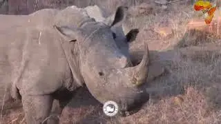 WHAT SAFARI GUIDES SHOULD KNOW WHEN DEALING WITH DANGEROUS ANIMALS