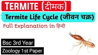 Termite Life Cycle || दीमक का जीवनचक्र &bull; What is Termite ? || Hindi Notes &bull; R Study Adda