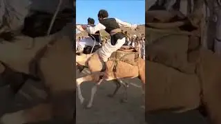 Camel race in Sudan #camel #camel_racing #camelsvideo #camels