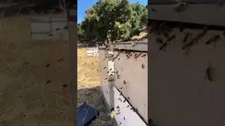 Bees Robbing Honey From Hives! 🍯🐝 #shorts