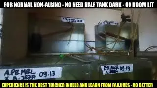 How to hatch an Angelfish Eggs artificially without parents (Albino ones & Normal strains also)