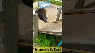 Fazendinha de Nisshin em Aichi #vivernojap&atilde;o #humor #ponei #compartilha #curte #seinscreva