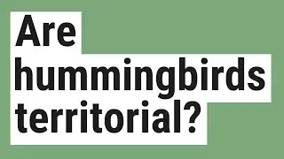 Are hummingbirds territorial?
