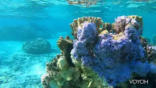 Exploration sous marine, récif de corail, requin | Bora-Bora, Polynésie française 🇵🇫 | Voyage 4K