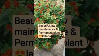 beautiful, low maintenance & permanent plant😍laltana||#viral #flute#shreejiheaven#gardening#flowers