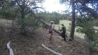 Pine Tree Down - that took longer than expected