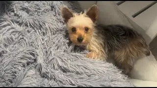Soft, shaggy comfort for couches and beds
