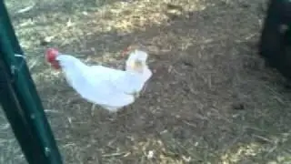 Birds! Narrated by DbAGZ