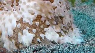 BUMBLE BEE SHRIMP SINT EUSTATIUS