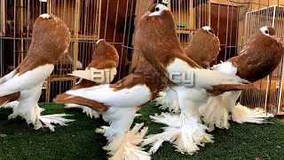 pouter pigeon & pigeon farm - pigeon loft - breeding pouter pigeon