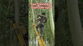 Tree Trimming by chain Saw (Ingco 18
