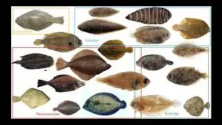 Phylogenomic analysis of flatfishes based on exon-capture data