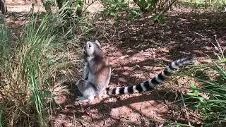 Madag&aacute;scar ANTANANARIVO Lemurs Park part O2 King Julien II may 2018