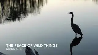 The Peace of Wild Things by Mark Sirett