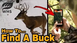 How To Scout And Build Buck Habitat