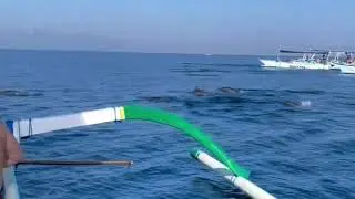 Lovina Dolphin Tour