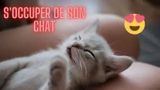 Tuto : Comment s'occuper de son chat !