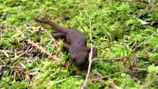Rough-skinned newt - Taricha granulosa