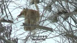 WildSalmon30sec Vol 514 豊平川 東橋から見たキタキツネとオジロワシ
