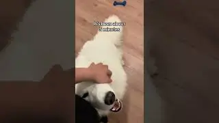 My dog wants attention ❤️