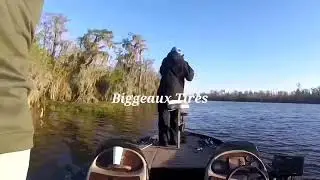 Bayou Black Bay Wallace