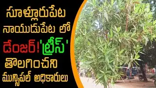 నాయుడుపేట న్యూస్..(MB Voice Chanel)నాయుడుపేట. సూళ్లూరుపేట.లో డేంజర్ . ట్రీ . కోనో కార్పస్ మొక్కలు.