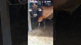 sapi jumbo, sapi brahman super, sapi kurban #shorts #bigcow #lembu #bull