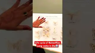 Life cycle of  Butterflies🦋#shorts #museumtour #youtubeshorts #vediovirel #shortsfeed #subscribe