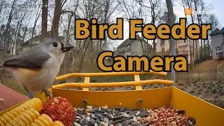 New Bird feeder camera!