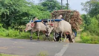 Bullock Cart Cart Ride | Bullock Cart Race