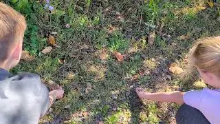 Chipmunk in nature trail near Anderson rd in Ottawa Sept 2025