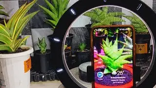live sansevieria spesial penutupan akhir tahun,pengundian hadiah bosku #sansevieria