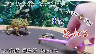 ファンタジーツノガエルのつのね　また怒ってる　日常編　Part16