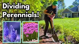 Dividing Speedwell Veronica & Alliums | Propagate Perennials | Budget Gardening