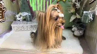 ファムファタールちゃんと遊ぶ♪